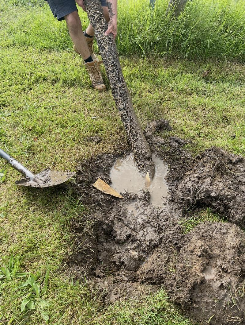 Digging out a root-blocked drain in a lawn, shovel beside the hole