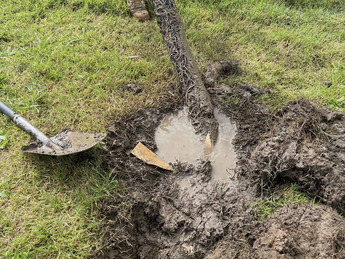 Tree roots pulled out of a blocked drain, with a shovel beside the hole